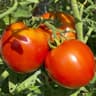 Tomato: Vine