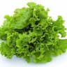 Lettuce, Rosso