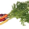 Carrot: Bunched 