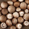 Mushroom / Chestnut