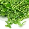 Pea: Shoots
