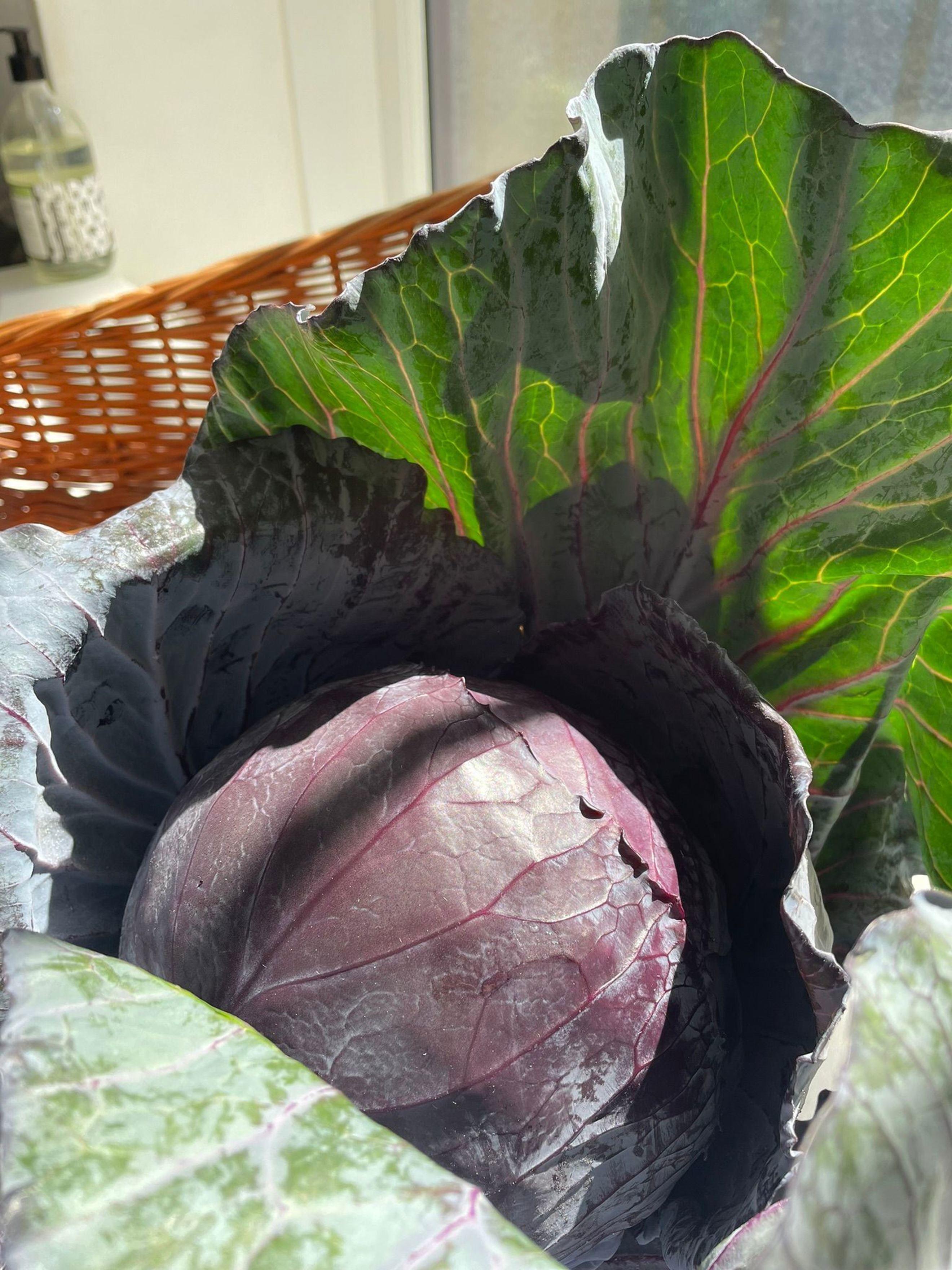 Image of the product